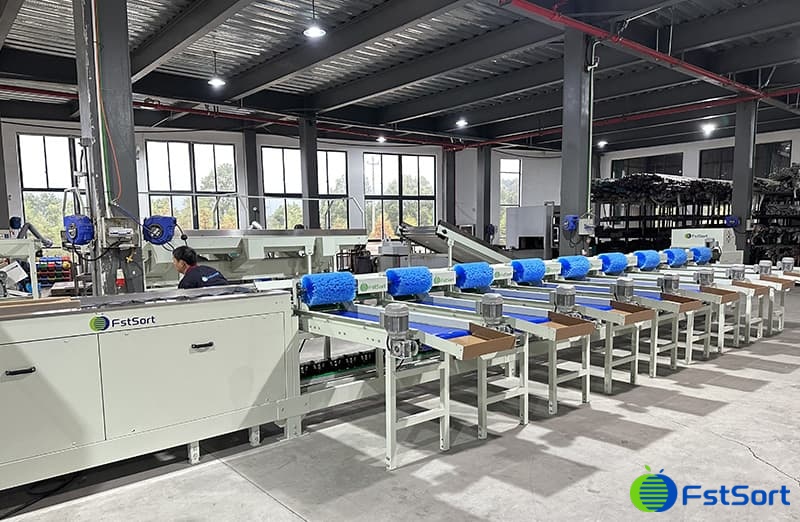 images/1671695104034dragonfruit sorting line.jpg